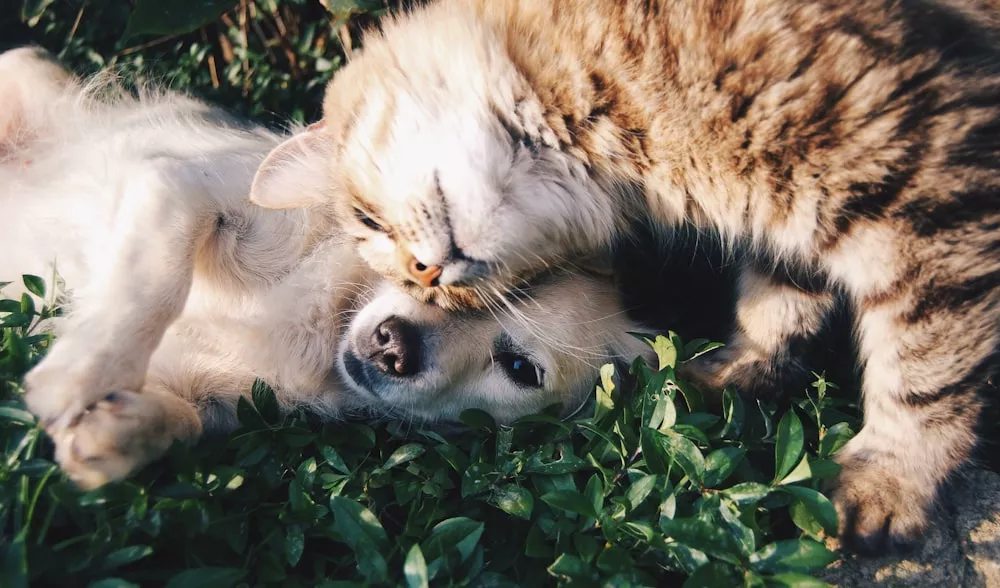 Perro y gato jugando juntos sobre el césped
