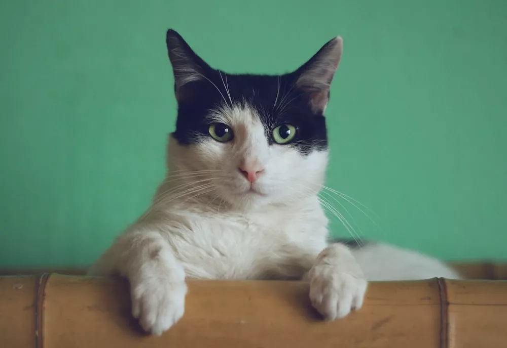 Gato blanco y negro asomado sobre un mueble