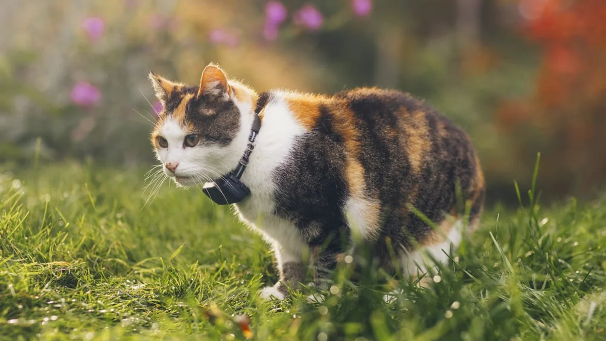 Tractive CAT Mini — GPS Tracker for Cats (2025 Edition, Midnight Blue)