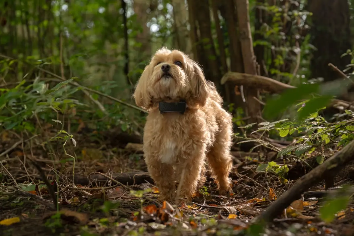 Tractive GPS DOG 6 (2025 Edition) — Black foto 3